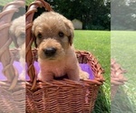 Small Photo #13 Labradoodle Puppy For Sale in DURHAM, CA, USA