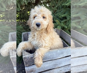 Goldendoodle mix (+ Poodle Miniature) Puppy for sale in MIDDLEBURY, IN, USA