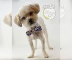 Small #1 Maltipoo (Miniature)