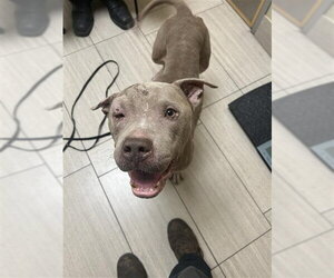 American Pit Bull Terrier-Unknown Mix Dogs for adoption in Corpus Christi, TX, USA