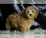 Small #2 Goldendoodle (Miniature)