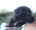 Small #2 Australian Shepherd
