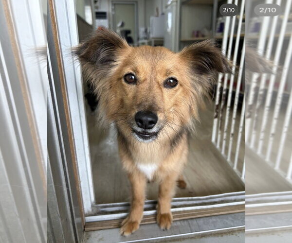 Medium Photo #2 Pomeranian-Unknown Mix Puppy For Sale in Agoura Hills, CA, USA