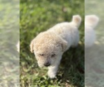 Small Photo #68 Bichpoo Puppy For Sale in NORTH PORT, FL, USA