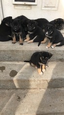Australian Shepherd-German Shepherd Dog Mix Puppy for sale in SUMMERFIELD, OH, USA
