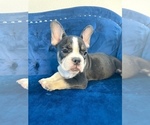 Small Photo #91 French Bulldog Puppy For Sale in CHARLOTTE, NC, USA