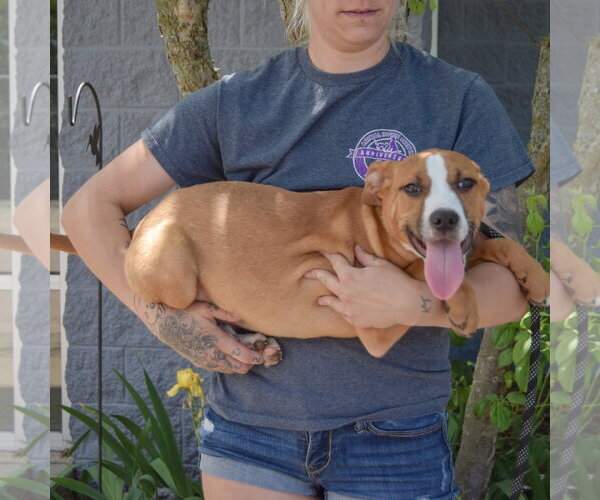 Medium Photo #12 Boxer-Bull Terrier Mix Puppy For Sale in Huntley, IL, USA