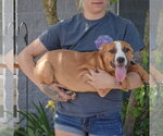 Small #11 Boxer-Bull Terrier Mix