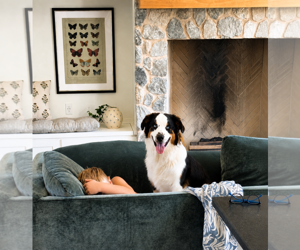 Medium Photo #1 Australian Shepherd Puppy For Sale in Dallas, TX, USA