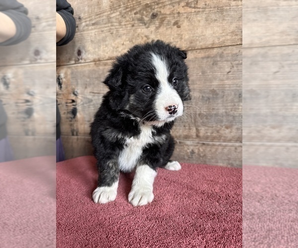 Medium Photo #14 Border Collie Puppy For Sale in VERMONTVILLE, MI, USA