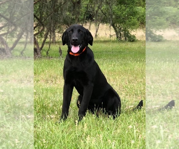 Medium Photo #1 Labrador Retriever Puppy For Sale in REIDSVILLE, GA, USA