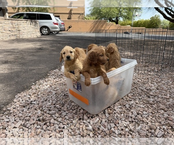 Medium Photo #4 Goldendoodle Puppy For Sale in PHOENIX, AZ, USA