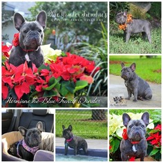 Mother of the French Bulldog puppies born on 01/02/2018