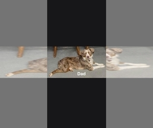 Father of the Miniature Australian Shepherd puppies born on 05/03/2026