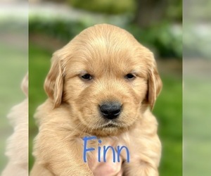 Golden Retriever Puppy for Sale in WINTON, California USA