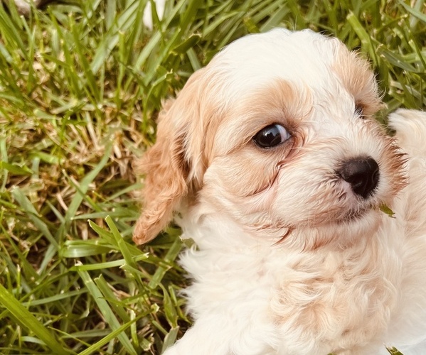 Medium Photo #2 Cavapoo Puppy For Sale in BURNSVILLE, NC, USA