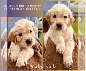 Golden Retriever Puppy for sale in SUGAR LAND, TX, USA