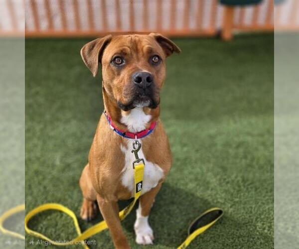 Medium Photo #2 Mutt Puppy For Sale in Las Vegas, NV, USA