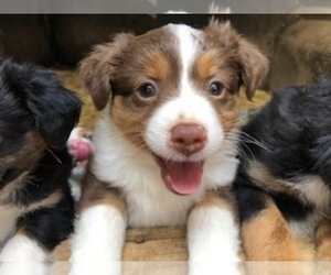 Miniature Australian Shepherd Puppy for sale in GASTON, OR, USA