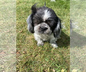 Medium Shih Tzu