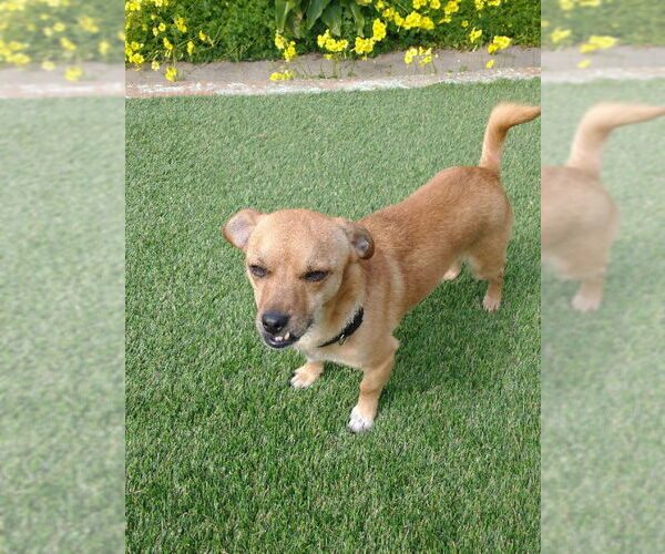 Medium Photo #7 Puggle Puppy For Sale in San Francisco, CA, USA