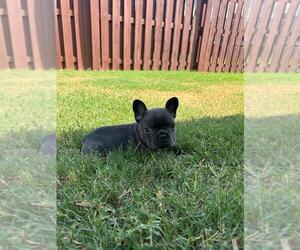 French Bulldog Puppy for sale in BENTONVILLE, AR, USA