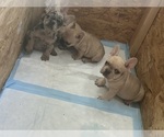 Small #2 French Bulldog