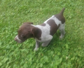 German Longhaired Pointer-German Shorthaired Pointer Mix Puppy for sale in CONFLUENCE, PA, USA