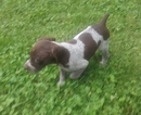Small German Longhaired Pointer-German Shorthaired Pointer Mix