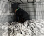 Small #2 Doberman Pinscher