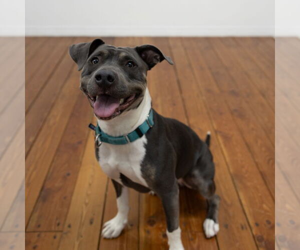Medium Photo #19 American Pit Bull Terrier Puppy For Sale in Fargo, ND, USA