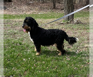 Mother of the Miniature Bernedoodle puppies born on 03/26/2023