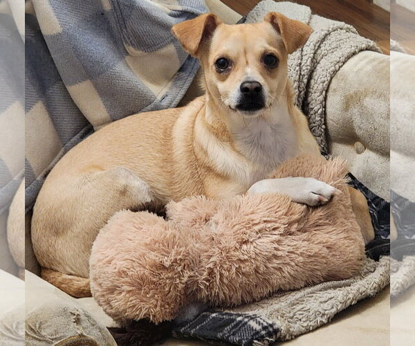 Medium Photo #2 Chihuahua-Unknown Mix Puppy For Sale in Visalia, CA, USA