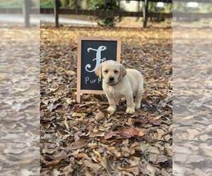 Medium Labrador Retriever