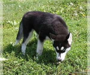Siberian Husky Puppy for sale in EXCELSIOR SPRINGS, MO, USA