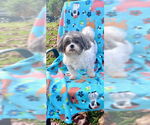 Small #17 Shih Tzu
