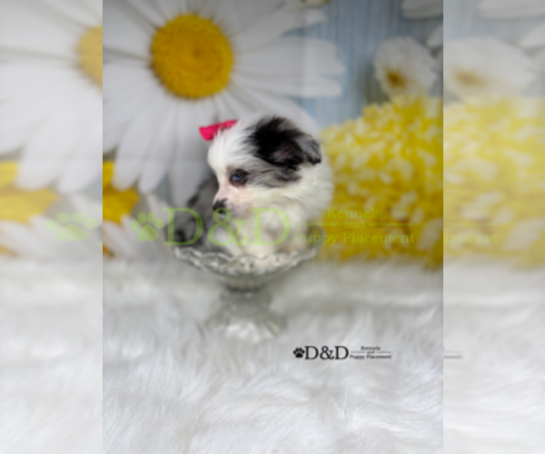 Medium Photo #10 Aussiedoodle Miniature  Puppy For Sale in RIPLEY, MS, USA