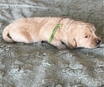 Small Photo #27 Goldendoodle Puppy For Sale in PHOENIX, AZ, USA