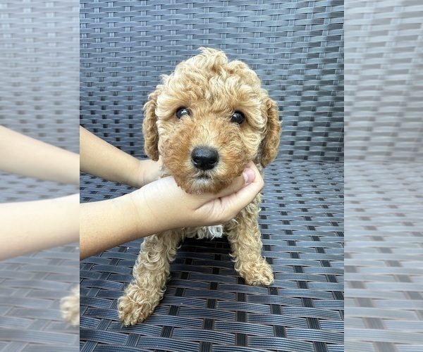 Medium Photo #2 Poodle (Toy) Puppy For Sale in MARYLAND HEIGHTS, MO, USA