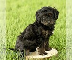 Small #3 Poovanese