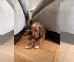 Small #5 Goldendoodle (Miniature)
