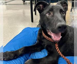 Doberman Pinscher-Unknown Mix Dogs for adoption in Santa Rosa, CA, USA