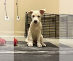 Small #1 Mutt