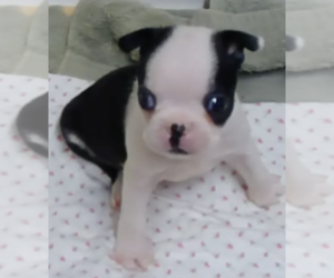 Boston Terrier Puppy for sale in CRKD RVR RNCH, OR, USA