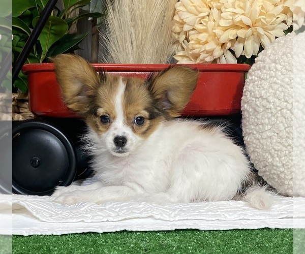 Medium Photo #1 Papillon Puppy For Sale in CANOGA, NY, USA