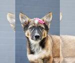 Small German Shepherd Dog Mix