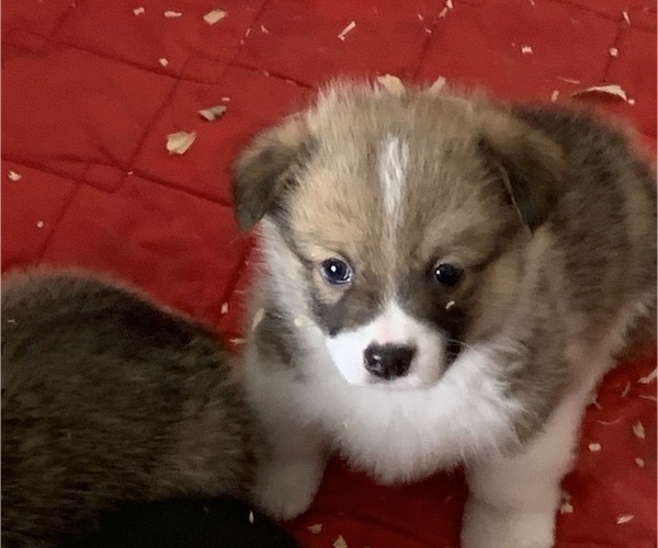 Medium Photo #3 Pembroke Welsh Corgi Puppy For Sale in BURLESON, TX, USA