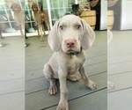 Small Photo #2 Weimaraner Puppy For Sale in BLOOMINGTON, IN, USA