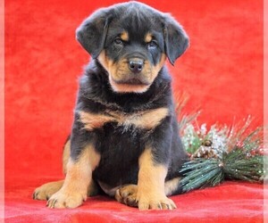Rottweiler Puppy for sale in FREDERICKSBG, OH, USA