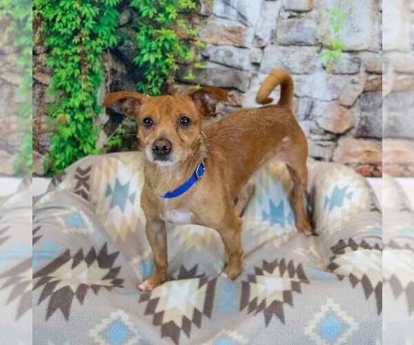 Medium Photo #4 Chihuahua-Unknown Mix Puppy For Sale in Kennesaw, GA, USA